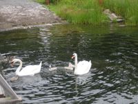 Familie Schwan stellt seinen Nachwuchs vor